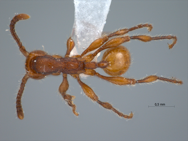 Aenictus thailandianus Terayama & Kubota, 1993 dorsal