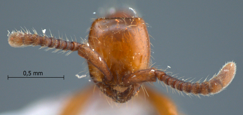 Aenictus thailandianus Terayama & Kubota, 1993 frontal