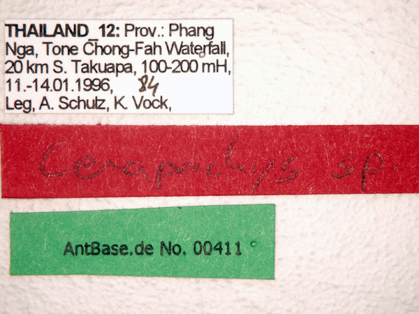 Cerapachys sp 1 Label
