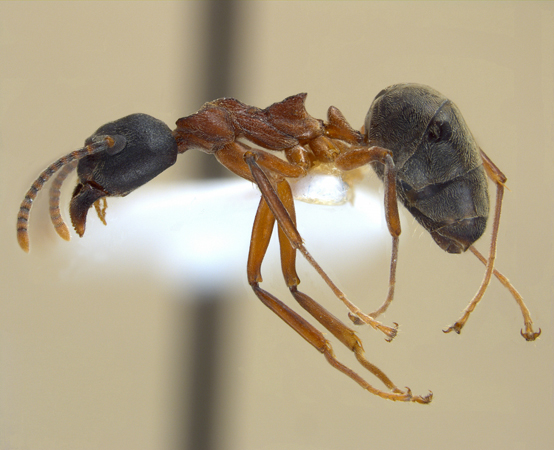 Dolichoderus feae Emery, 1889 lateral