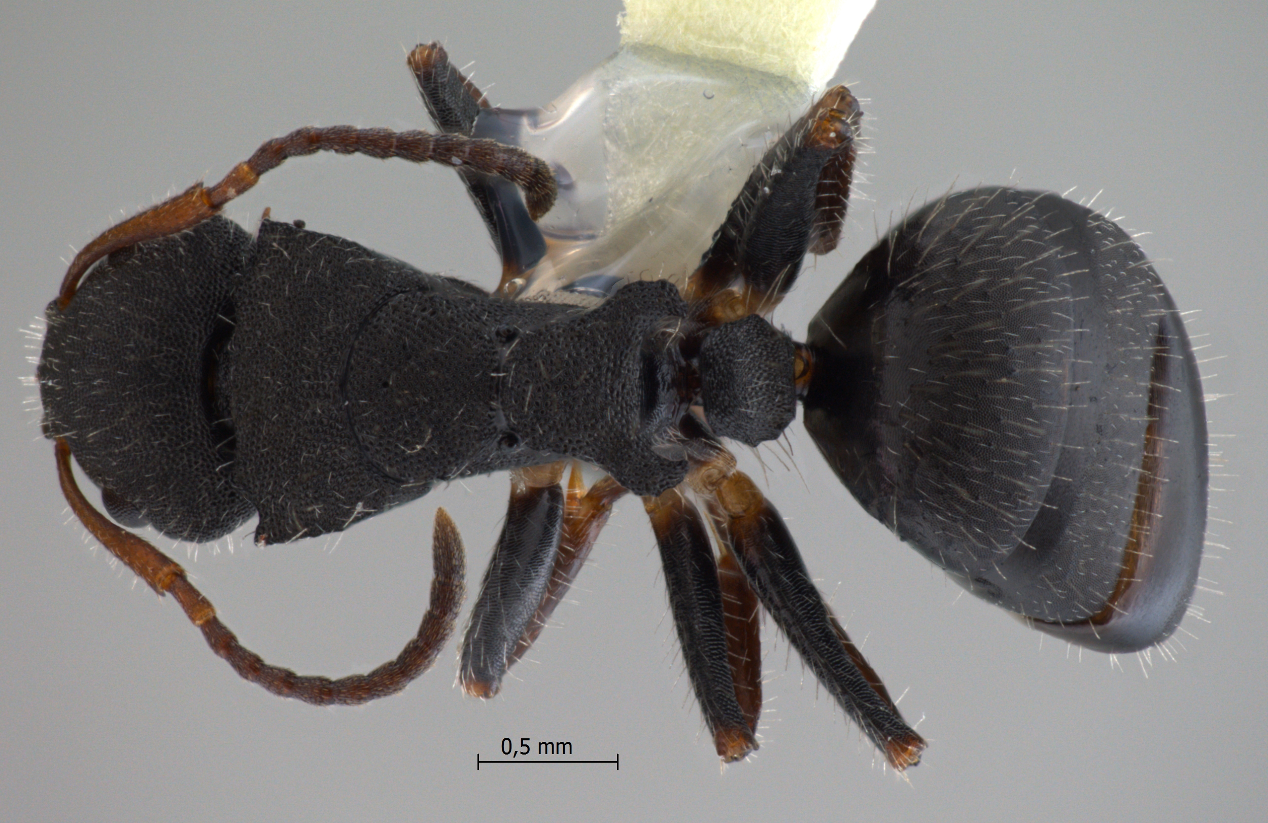 Camponotus lasiselene Wang & Wu, 1994 dorsal