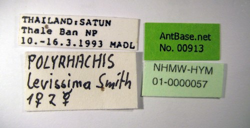 Polyrhachis laevissima Smith, 1858 Label