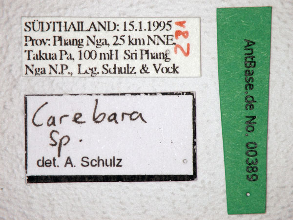 Carebara sp. 1 Label