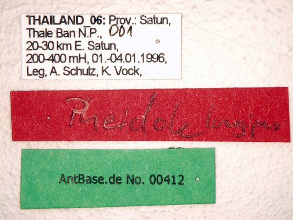 Pheidole longipes major Latreille, 1802 Label
