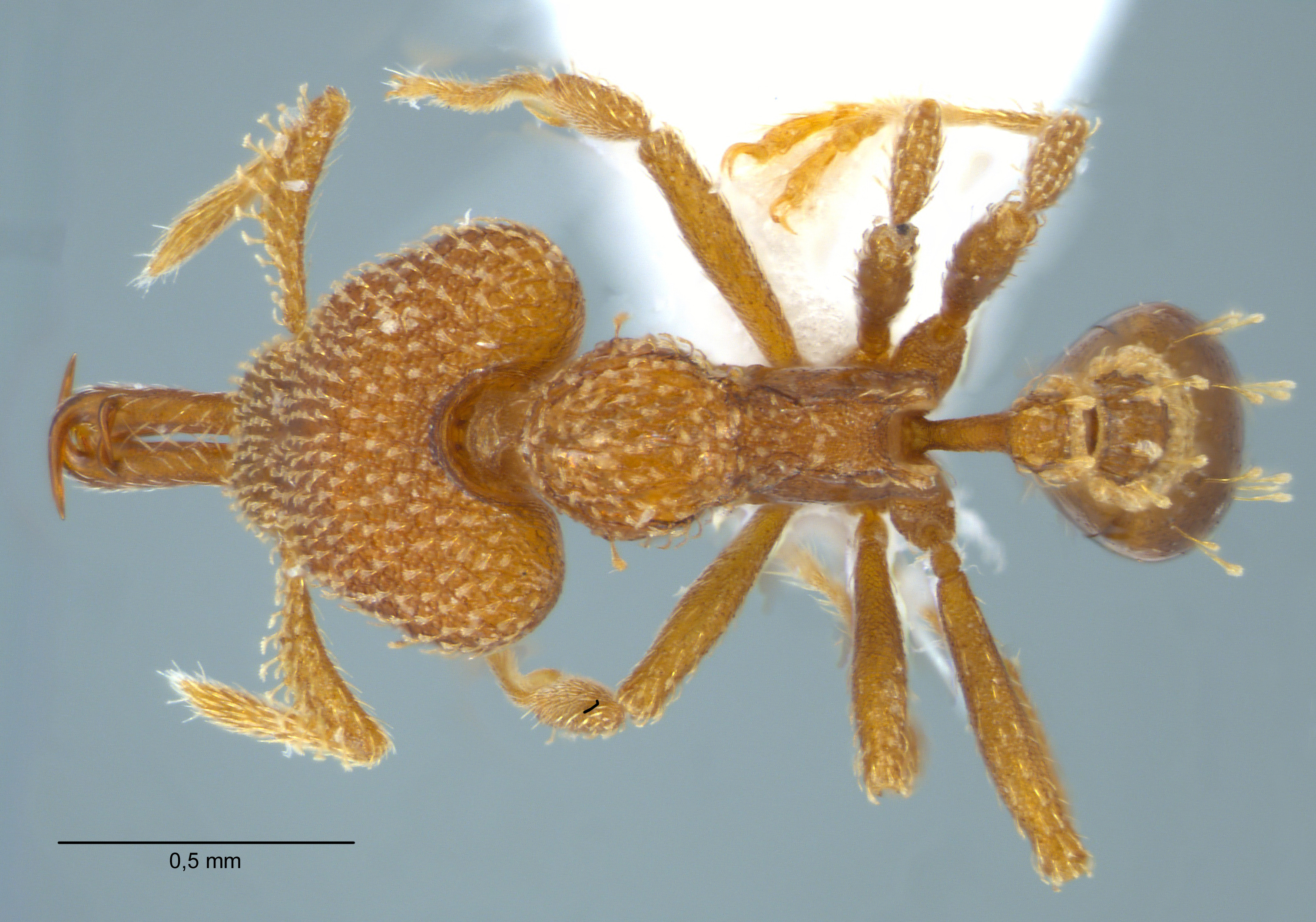 Strumigenys gnathosphax Bolton, 2000 dorsal
