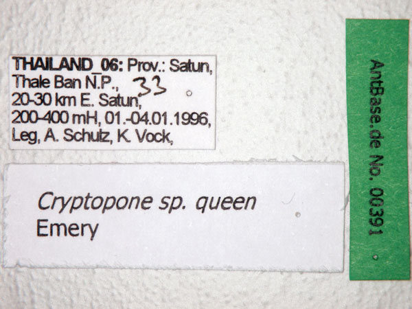 Cryptopone sp. 1 queen Label