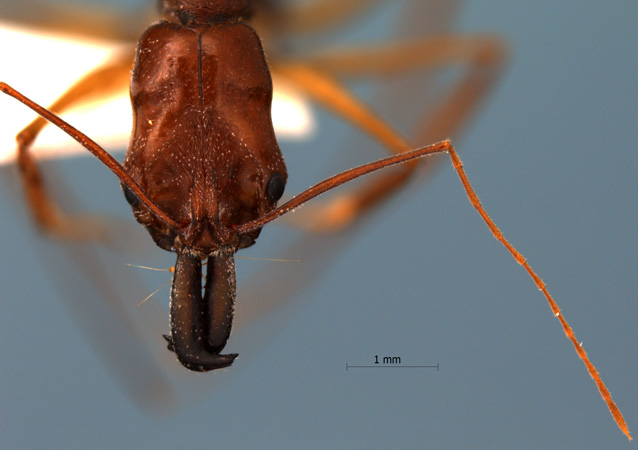 Odontomachus monticola Emery, 1892 frontal