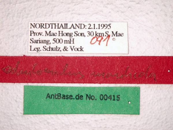 Odontomachus monticola Emery, 1892 Label