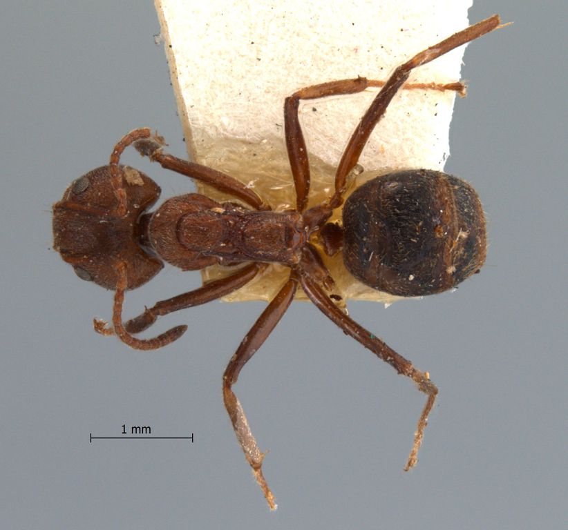Foto Dolichoderus affinis Emery, 1889 dorsal