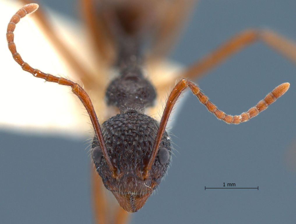 Foto Dolichoderus beccarii Emery, 1887 frontal
