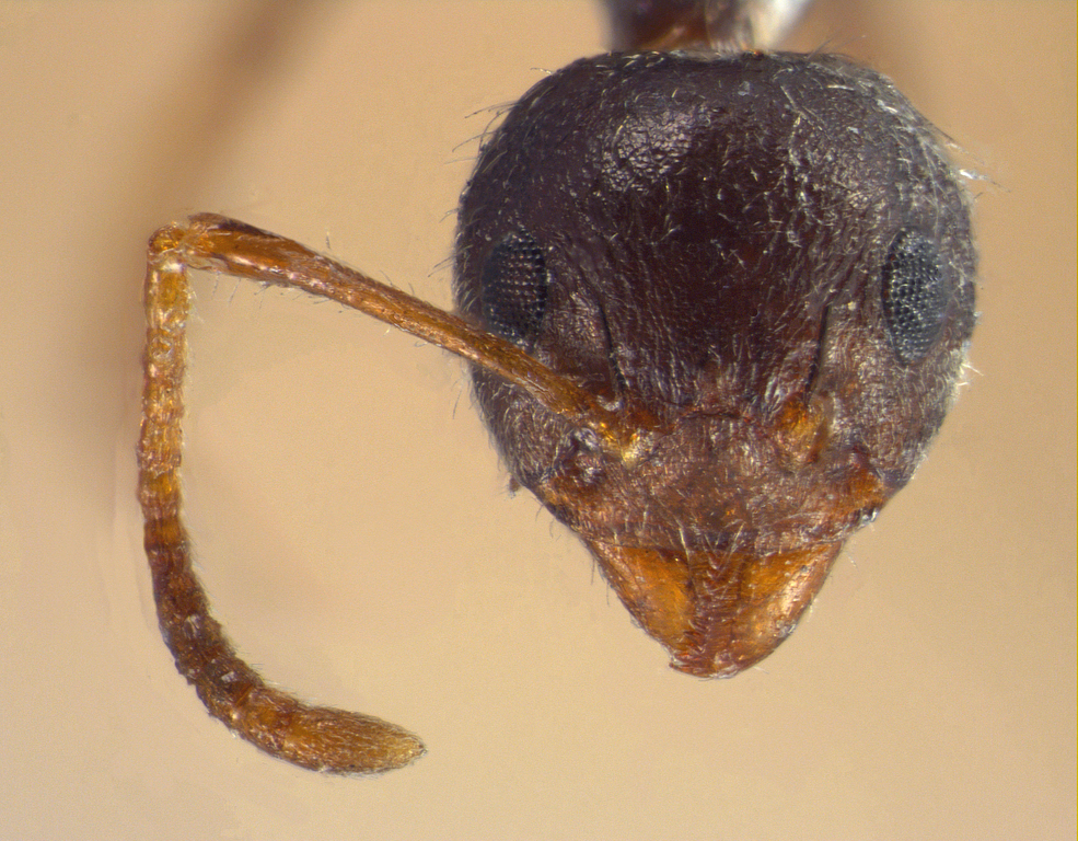 Foto Dolichoderus bituberculatus Mayr, 1862 frontal