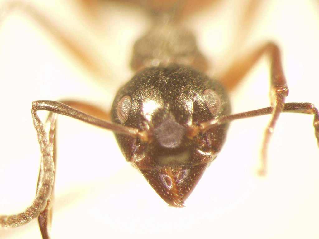 Foto Dolichoderus cuspidatus Smith,1857 frontal