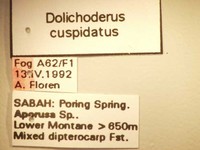 Dolichoderus cuspidatus Smith,1857 Label