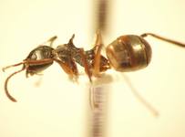 Dolichoderus cuspidatus Smith,1857 lateral