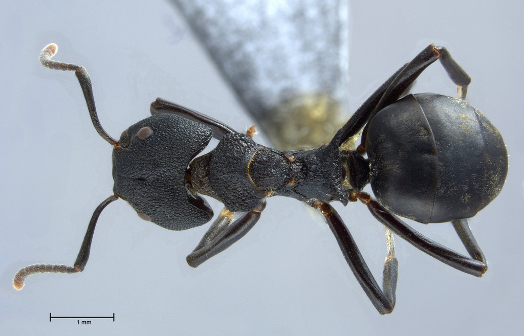 Foto Dolichoderus magnipastor Dill, 2002 dorsal