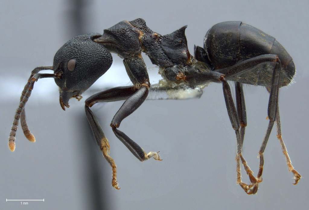 Foto Dolichoderus magnipastor Dill, 2002 lateral