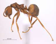 Dolichoderus maschwitzi Dill, 2002 lateral