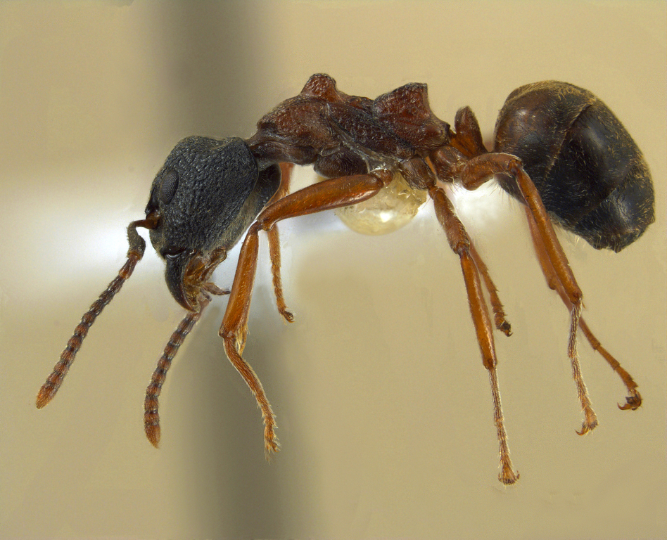 Foto Dolichoderus tuberifer Emery, 1887 lateral