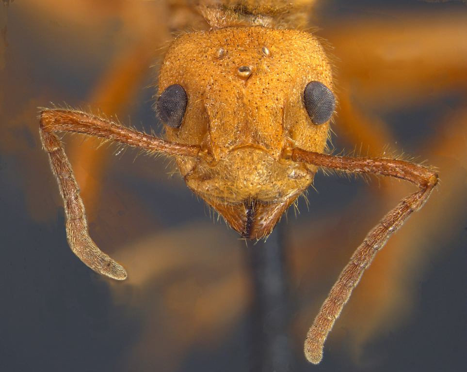 Foto Dolichoderus ursus Mayr, 1866 frontal