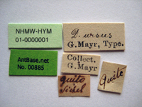 Dolichoderus ursus Mayr, 1866 Label
