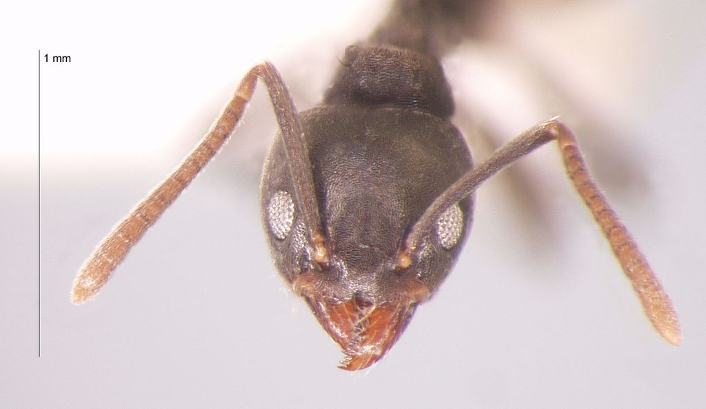 Foto Technomyrmex albipes Smith, 1861 frontal