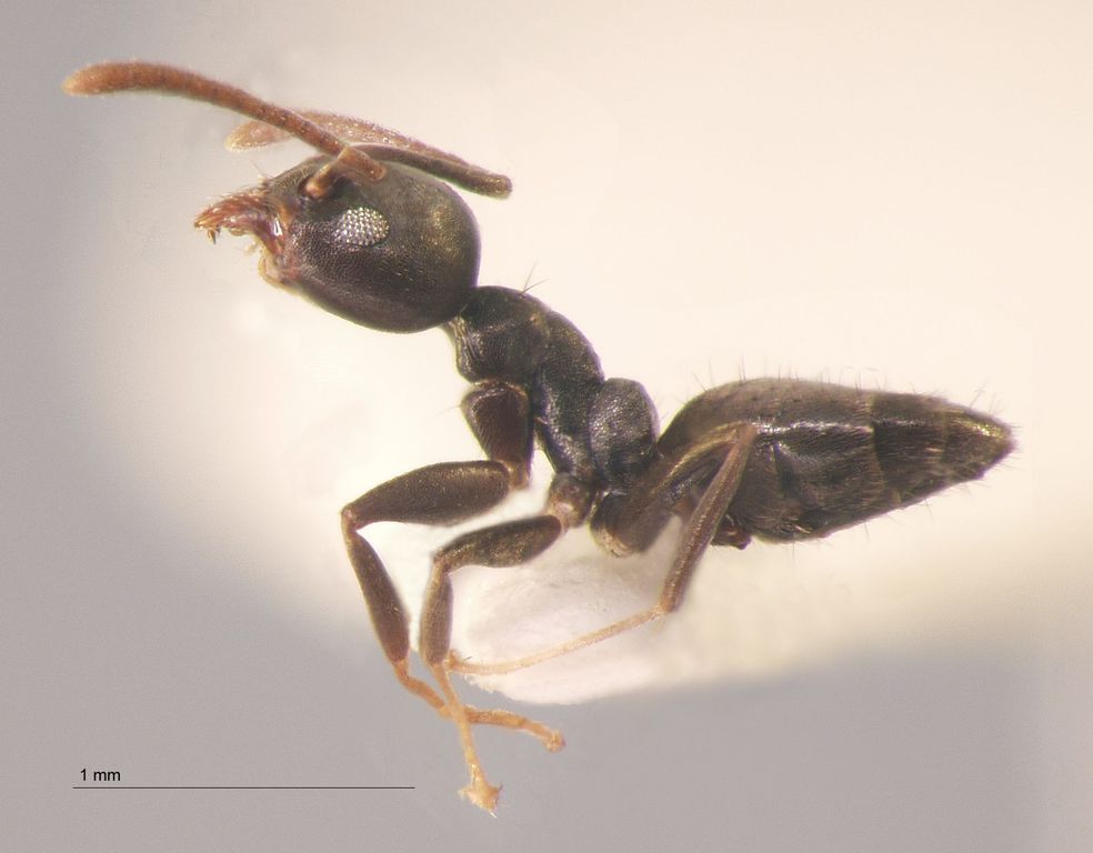 Foto Technomyrmex albipes Smith, 1861 lateral