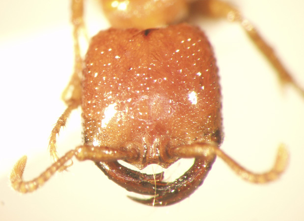 Foto Dorylus laevigatus Smith,1878 frontal