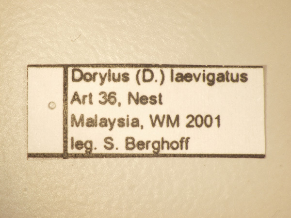Foto Dorylus laevigatus Smith,1878 Label