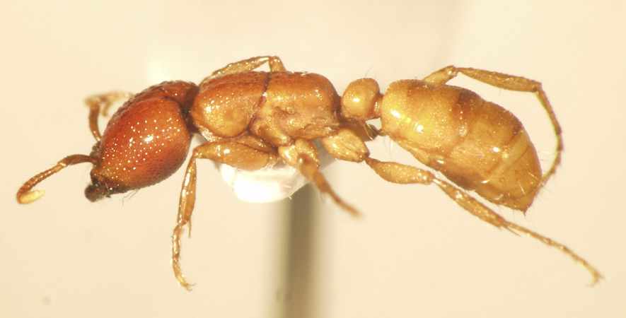 Foto Dorylus laevigatus Smith,1878 lateral