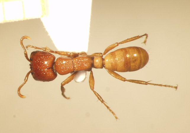 Foto Dorylus laevigatus Smith,1878 dorsal