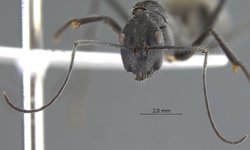 Camponotus camelinus Smith,1857 frontal
