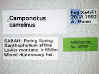 Camponotus camelinus Smith,1857 Label