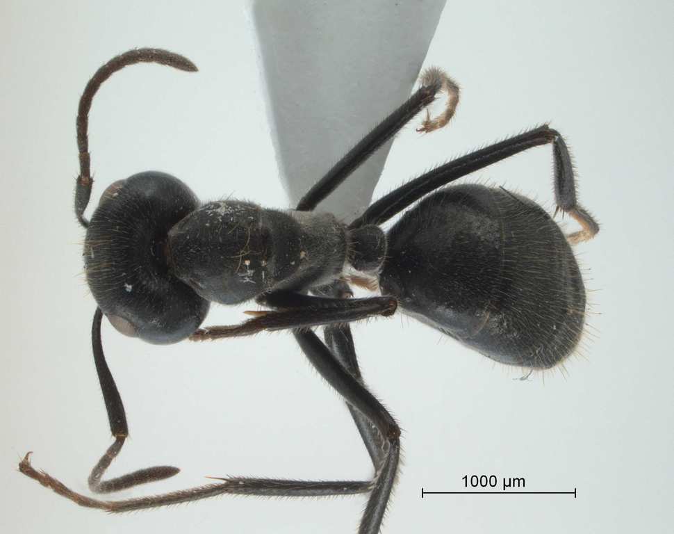 Foto Camponotus sp 69 of SKY S.Yamane dorsal