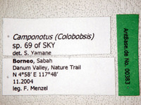 Camponotus sp 69 of SKY S.Yamane Label