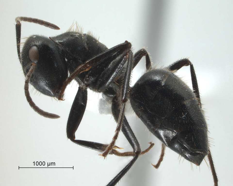 Foto Camponotus sp 69 of SKY S.Yamane lateral