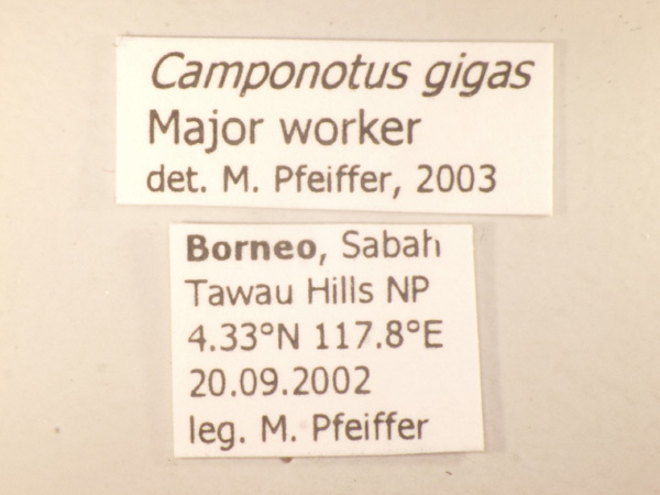 Foto Camponotus gigas Latreille,1802 Label