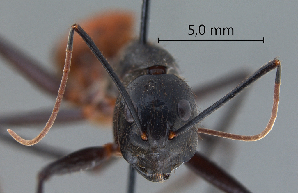Foto Camponotus gigas Latreille,1802 frontal