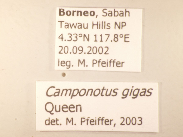 Foto Camponotus gigas Latreille,1802 Label