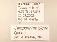Camponotus gigas Latreille,1802 Label
