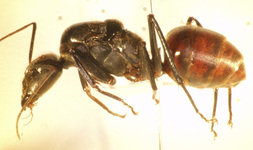 Camponotus gigas Latreille,1802 lateral