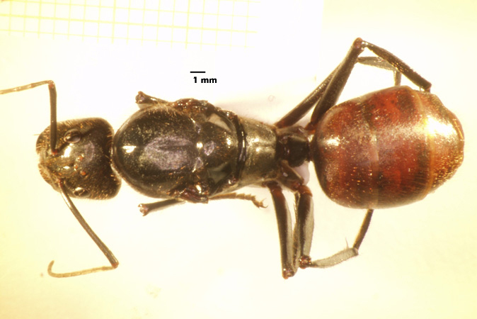 Foto Camponotus gigas Latreille,1802 dorsal