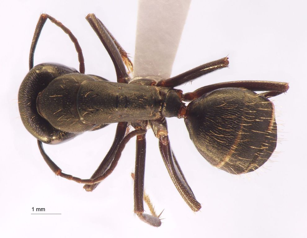 Foto Camponotus japonicus var. aterrimus Emery, 1895 dorsal