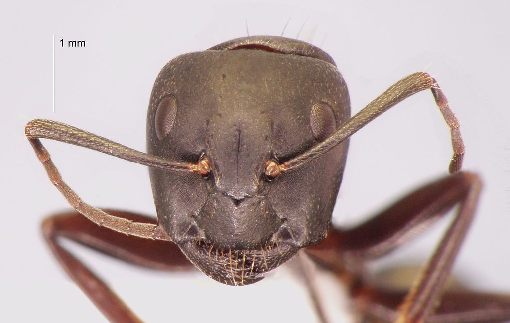Foto Camponotus japonicus var. aterrimus Emery, 1895 frontal