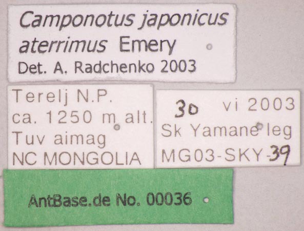 Foto Camponotus japonicus var. aterrimus Emery, 1895 Label