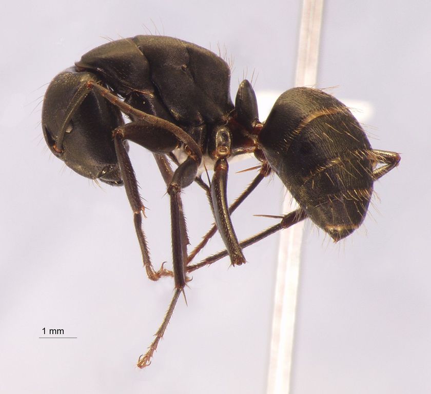 Foto Camponotus japonicus var. aterrimus Emery, 1895 lateral