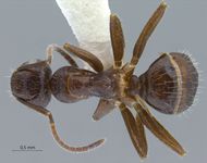 Camponotus praerufus Emery, 1900 dorsal