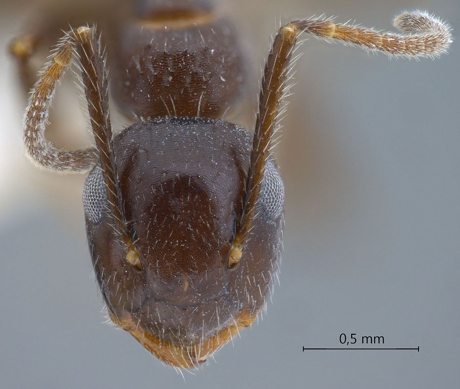 Foto Camponotus praerufus Emery, 1900 frontal