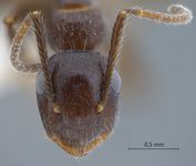 Camponotus praerufus Emery, 1900 frontal