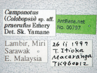 Camponotus praerufus Emery, 1900 Label