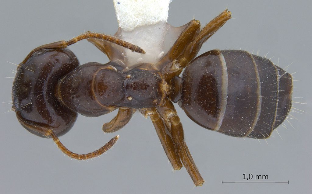 Foto Camponotus praerufus Emery, 1900 dorsal